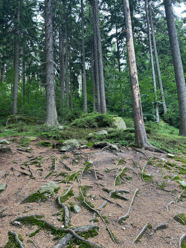 Las. Ekspozycja na system korzeni przeplecionych z kamienistym podłożem