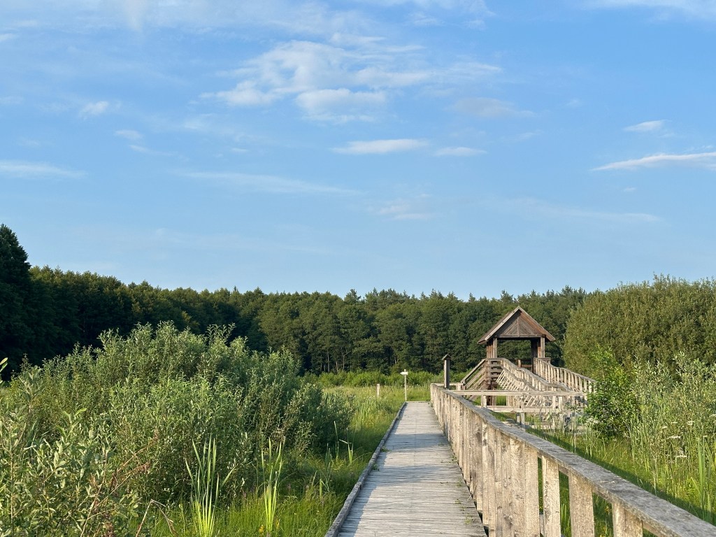 Czahary na torfowisku bagna&nbsp;Bubnów