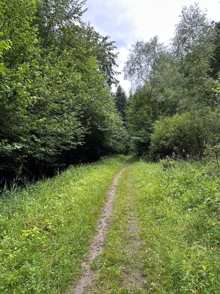 magura ścieżka w lesie