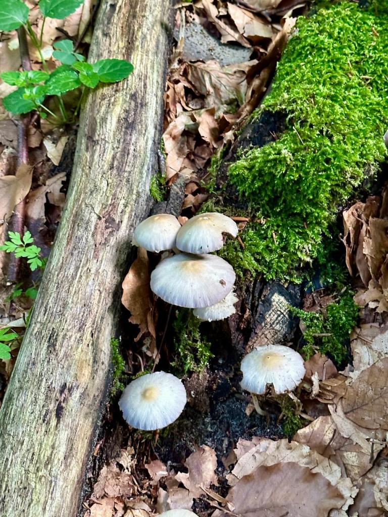 bukowa góra grzybki