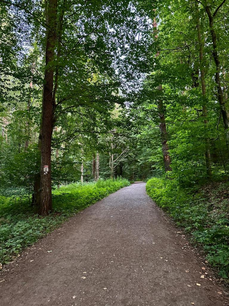 zwierzyniec szlak las