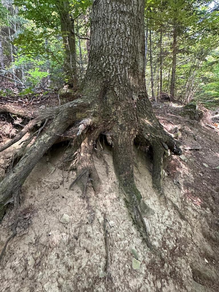 zamkowa szlak drzewo