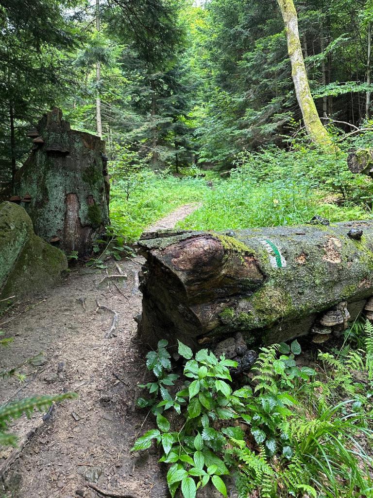 magura znak szlaku drzewo