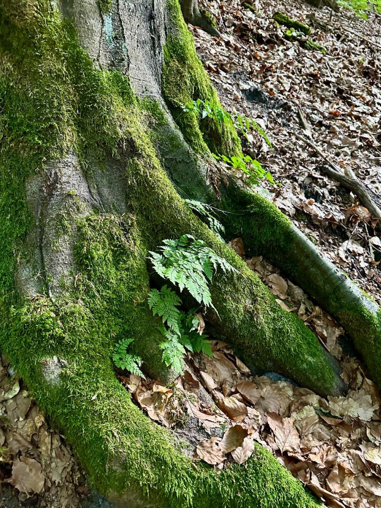 bukowa góra korzenie