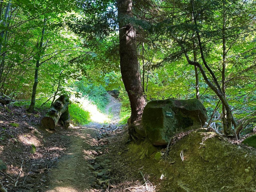 zamkowa szlak wąwóz