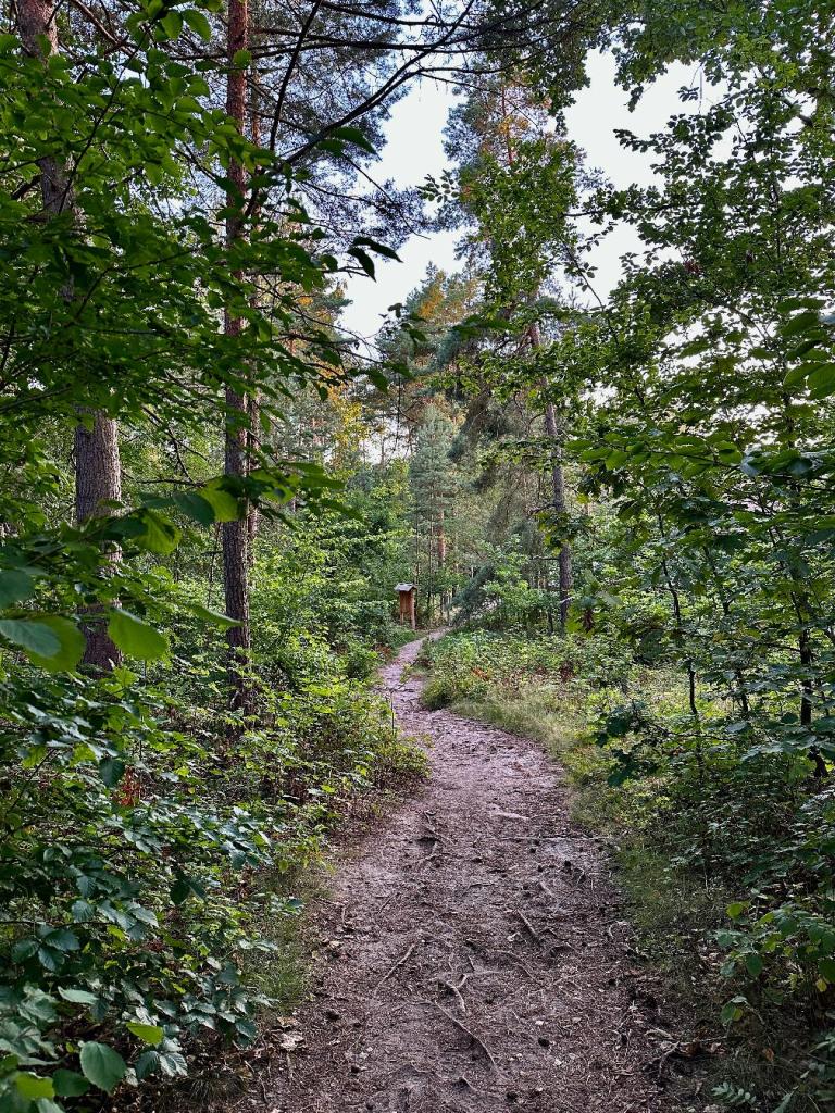 zwierzyniec las droga