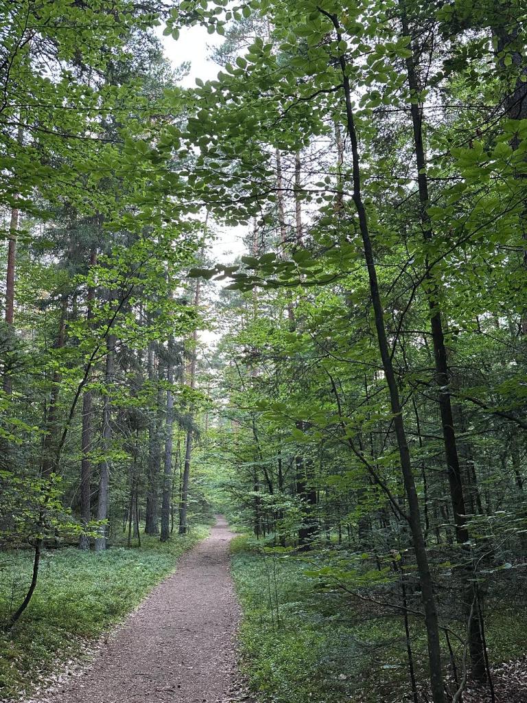 piaskowa góra las