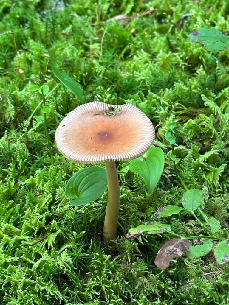 piaskowa góra grzyb