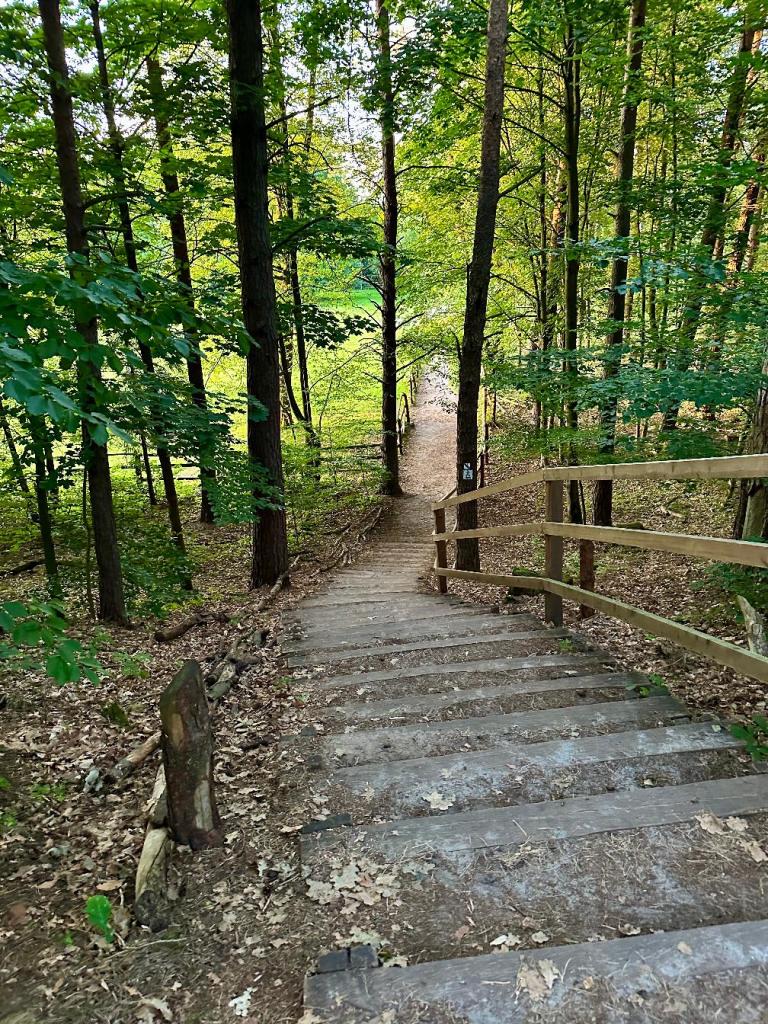 zwierzyniec las barierka schody