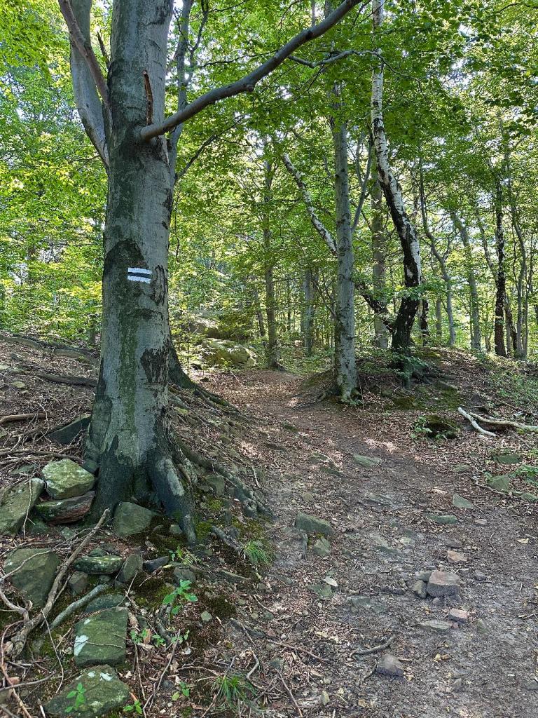 zamkowa szlak leśna droga