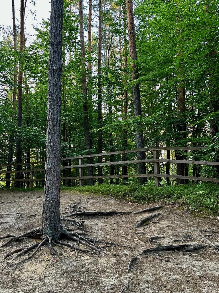 zwierzyniec las barierka