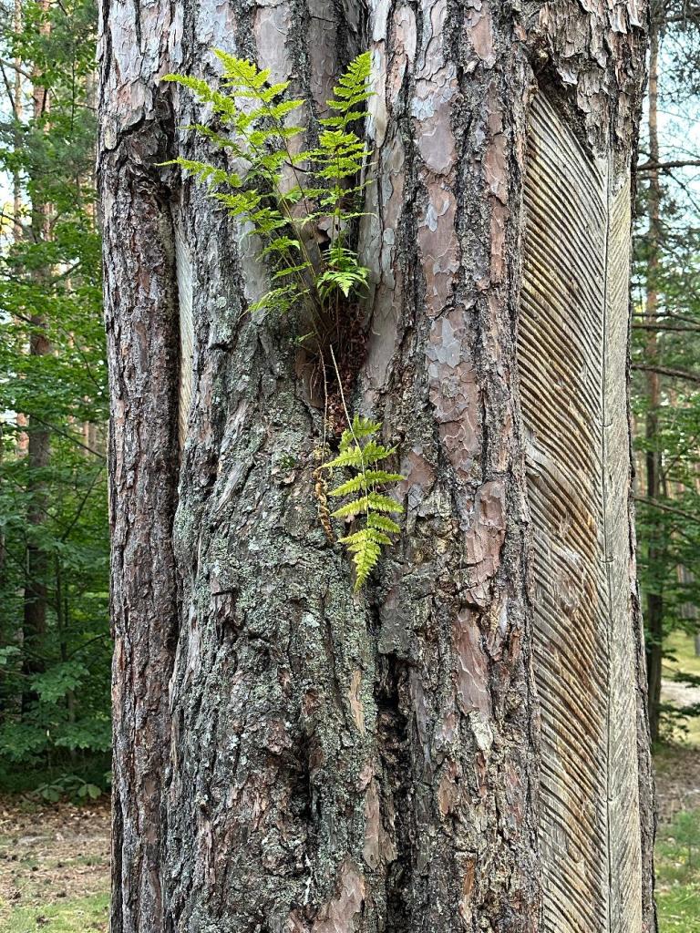 zwierzyniec żywica spały