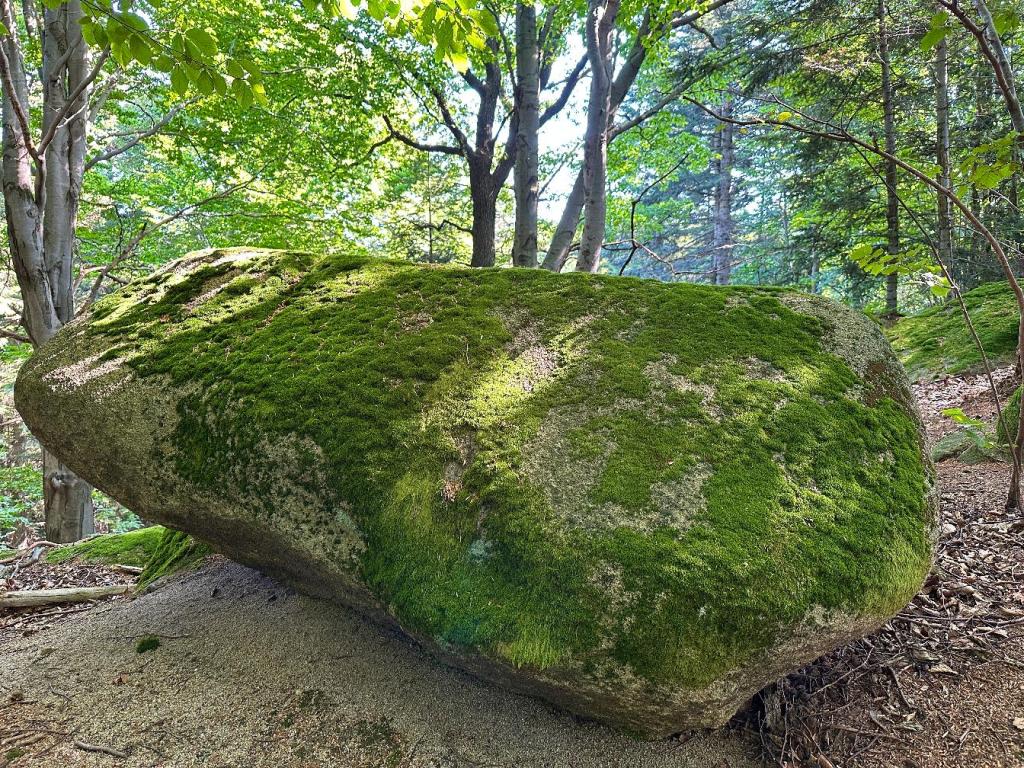 zamkowa szlak leśna formacja skalna mech