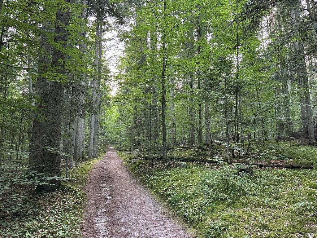 piaskowa góra las