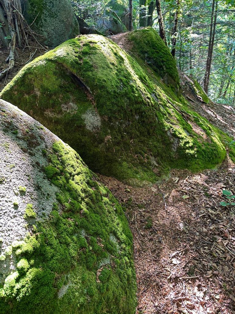 zamkowa szlak leśna formacja skalna mech