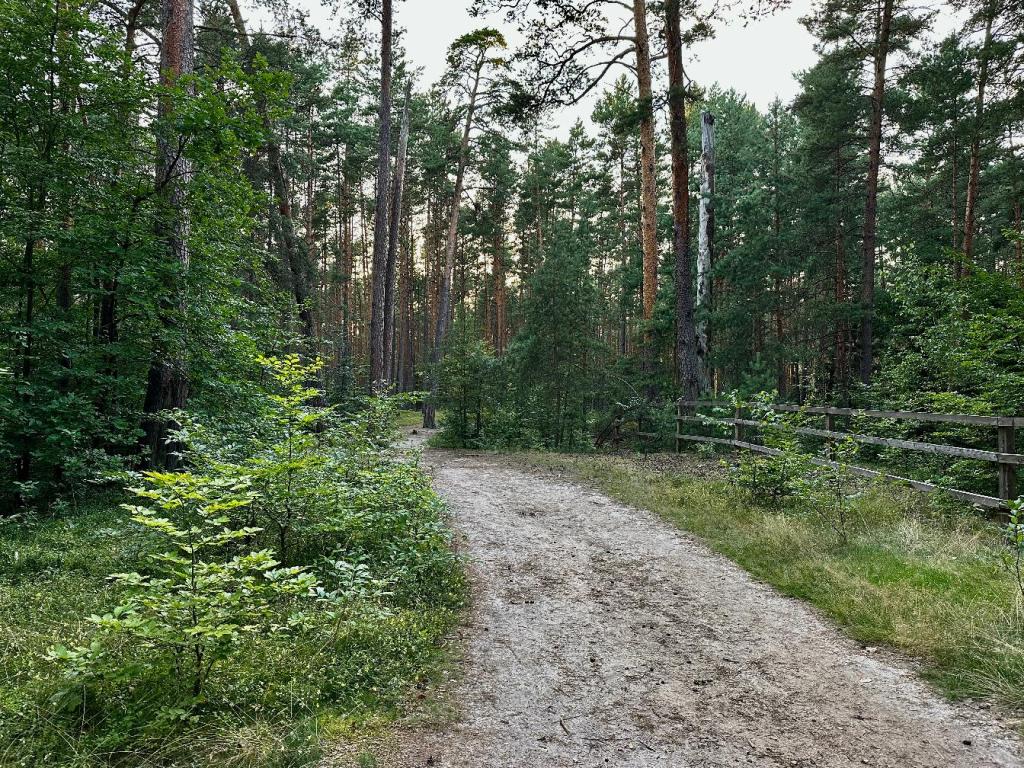 zwierzyniec las rośliny droga