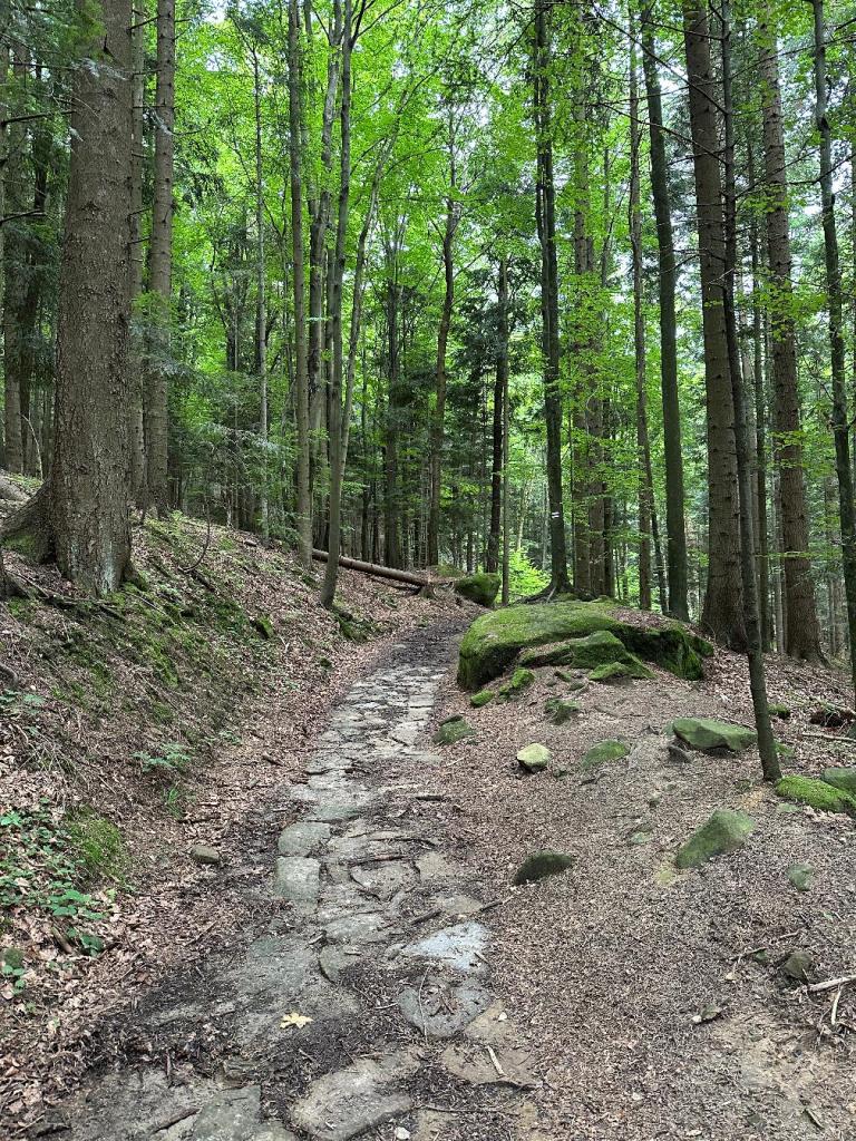 magura ścieżka w lesie