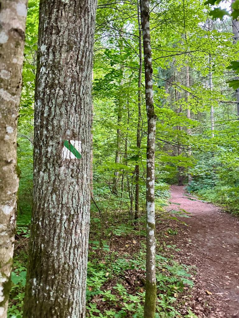 bukowa góra drzewo znak