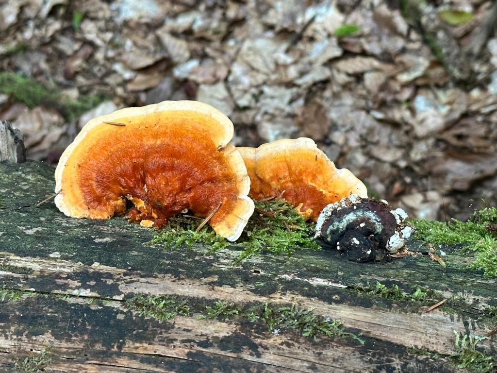 piaskowa góra grzyb