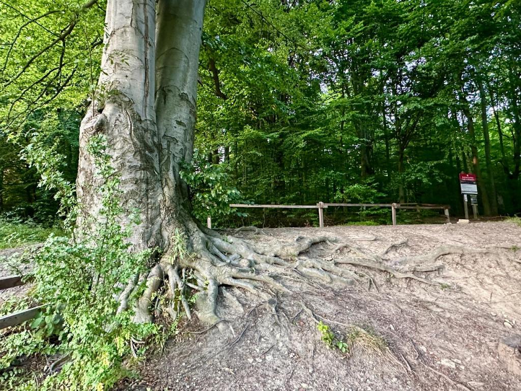 bukowa góra korzenie