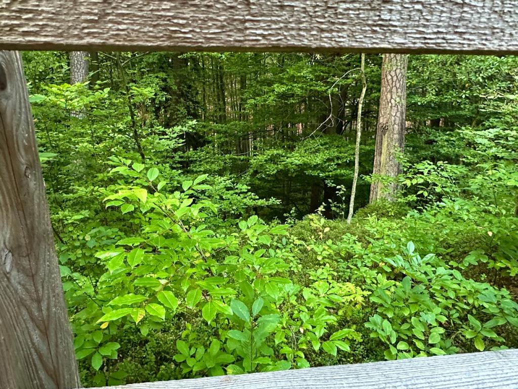 zwierzyniec las rośliny