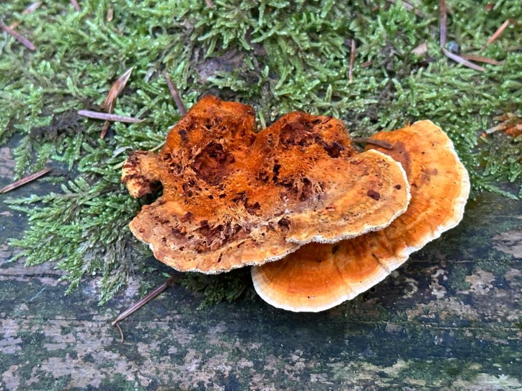 piaskowa góra grzyb