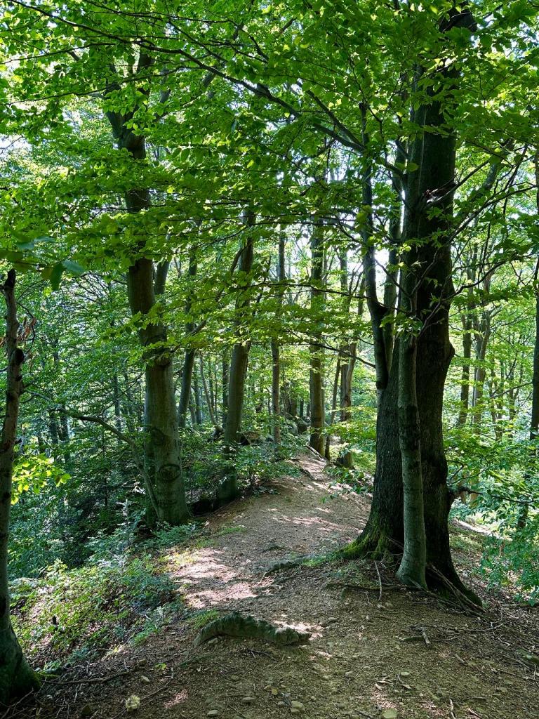 góra zamkowa drzewo