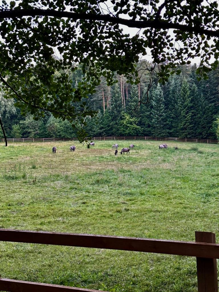 bukowa góra koniki polskie