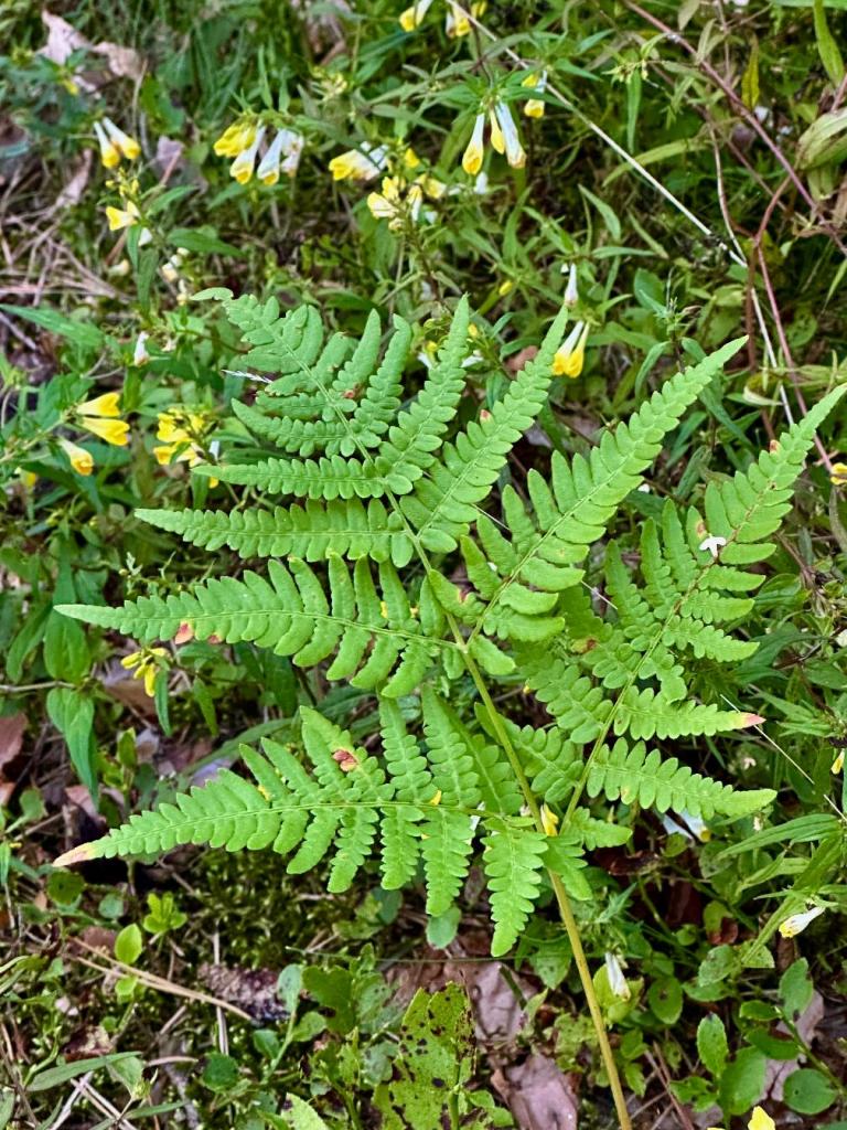 zwierzyniec las paproć