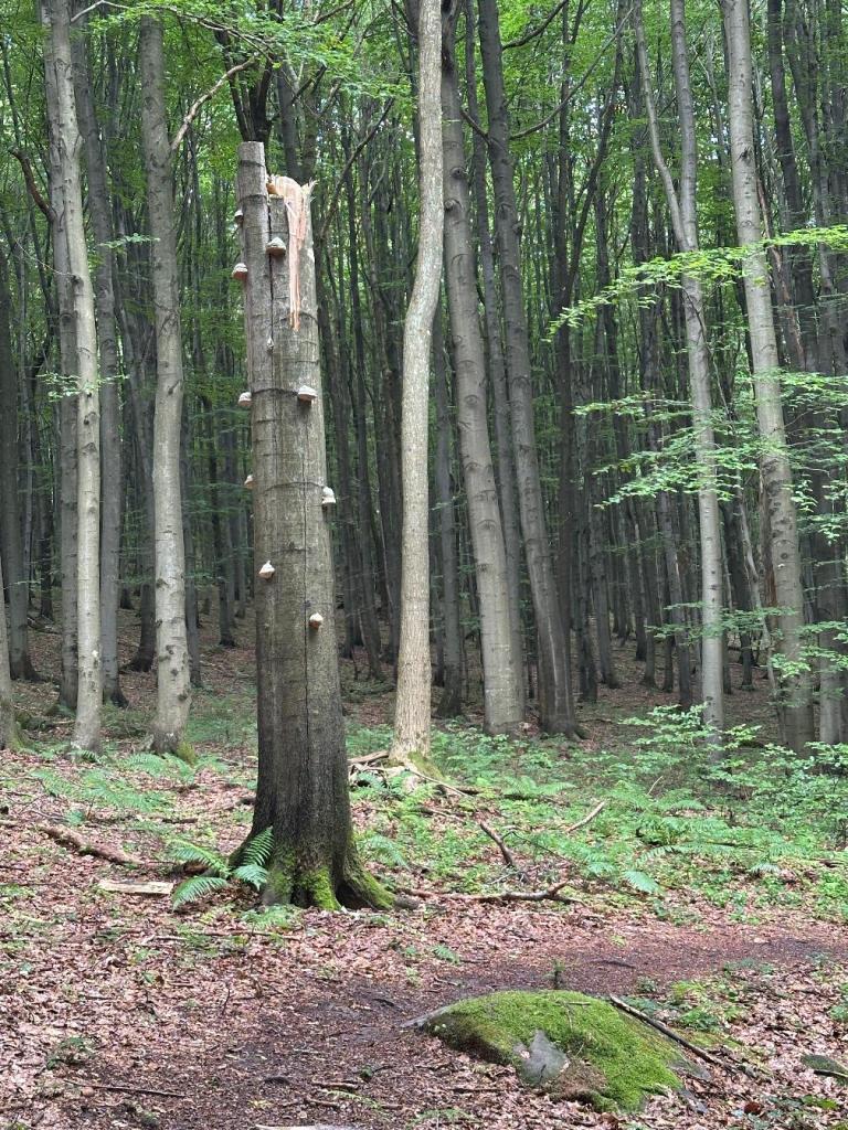 magura pień i grzby