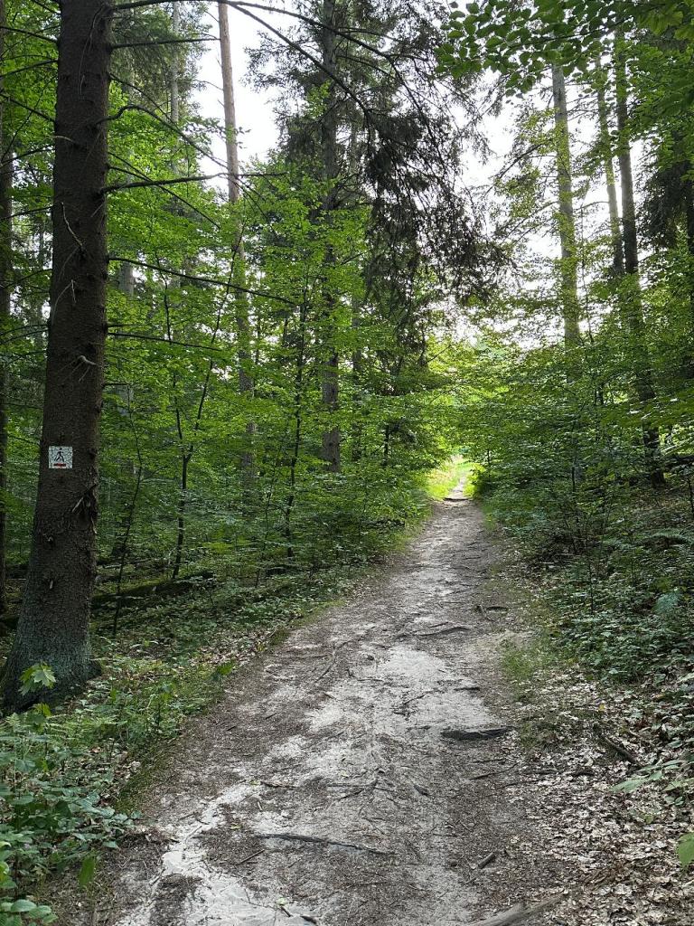 piaskowa góra las
