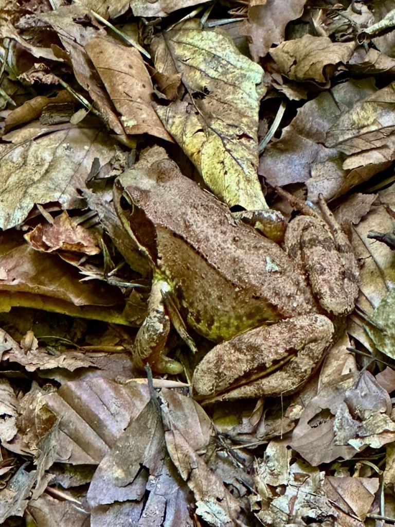 góra zamkowa szlak żaba