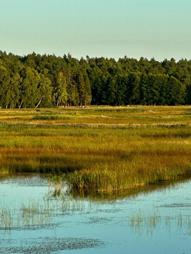 stawy echo zwierzyniec szuwary