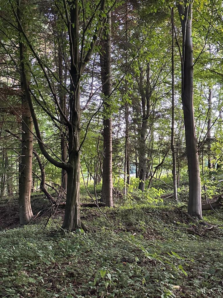 piaskowa góra las