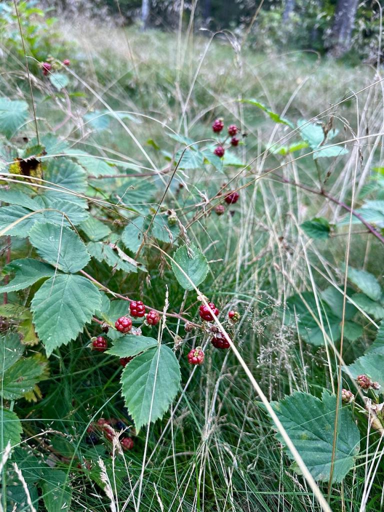 bukowa góra jeżyny