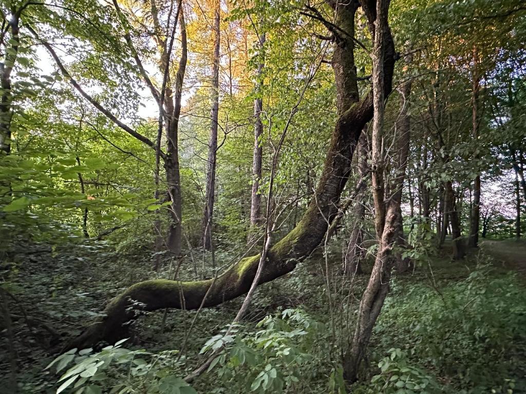 piaskowa góra las