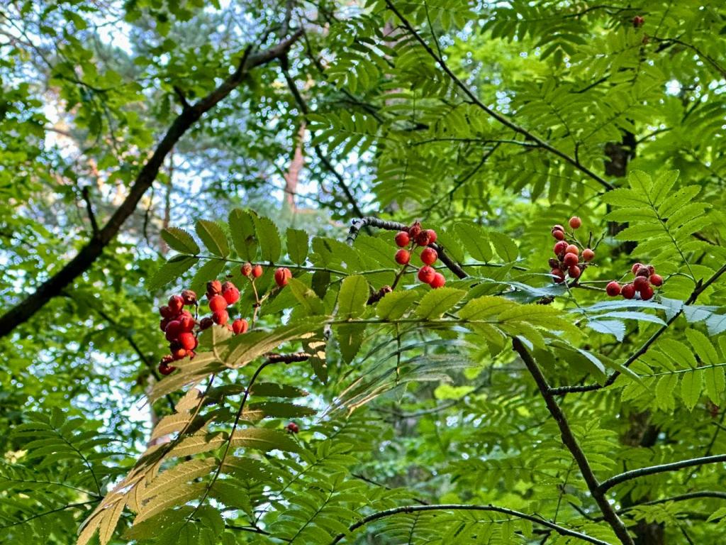 bukowa góra jarzębina
