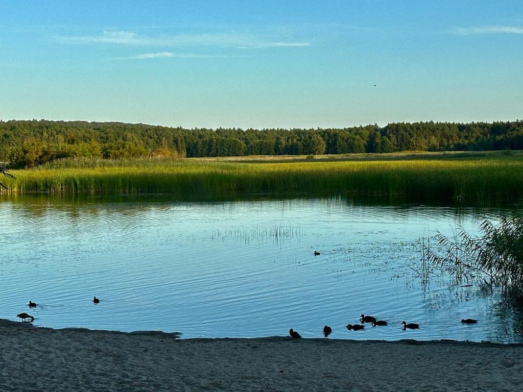 stawy echo zwierzyniec