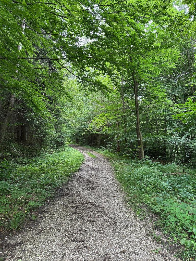 magura ścieżka w lesie