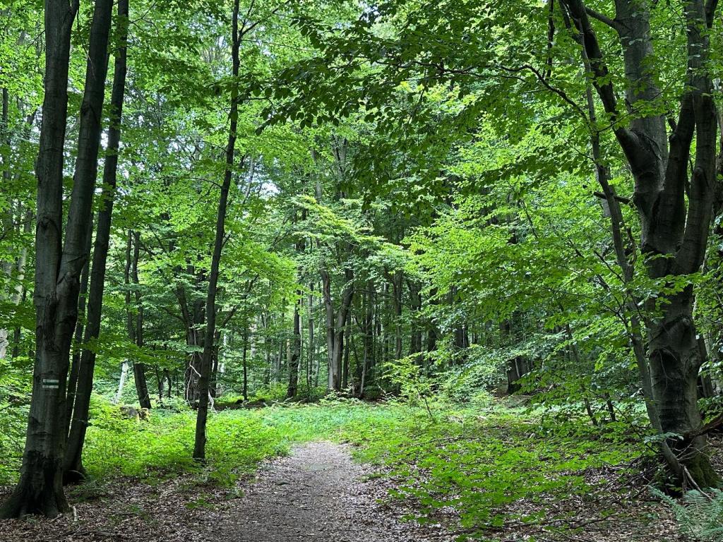 kornuty las ścieżka
