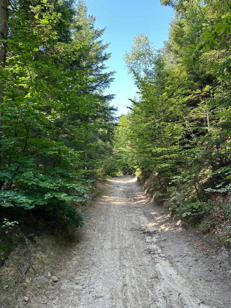 zamkowa szlak początek las