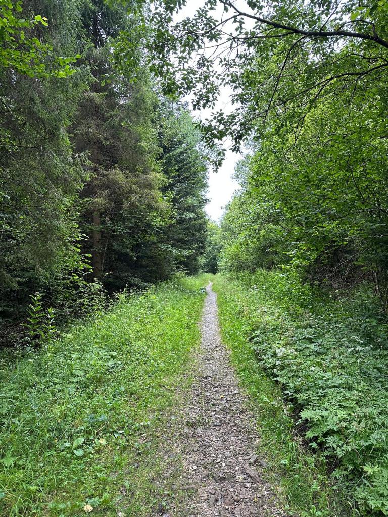 magura ścieżka w lesie