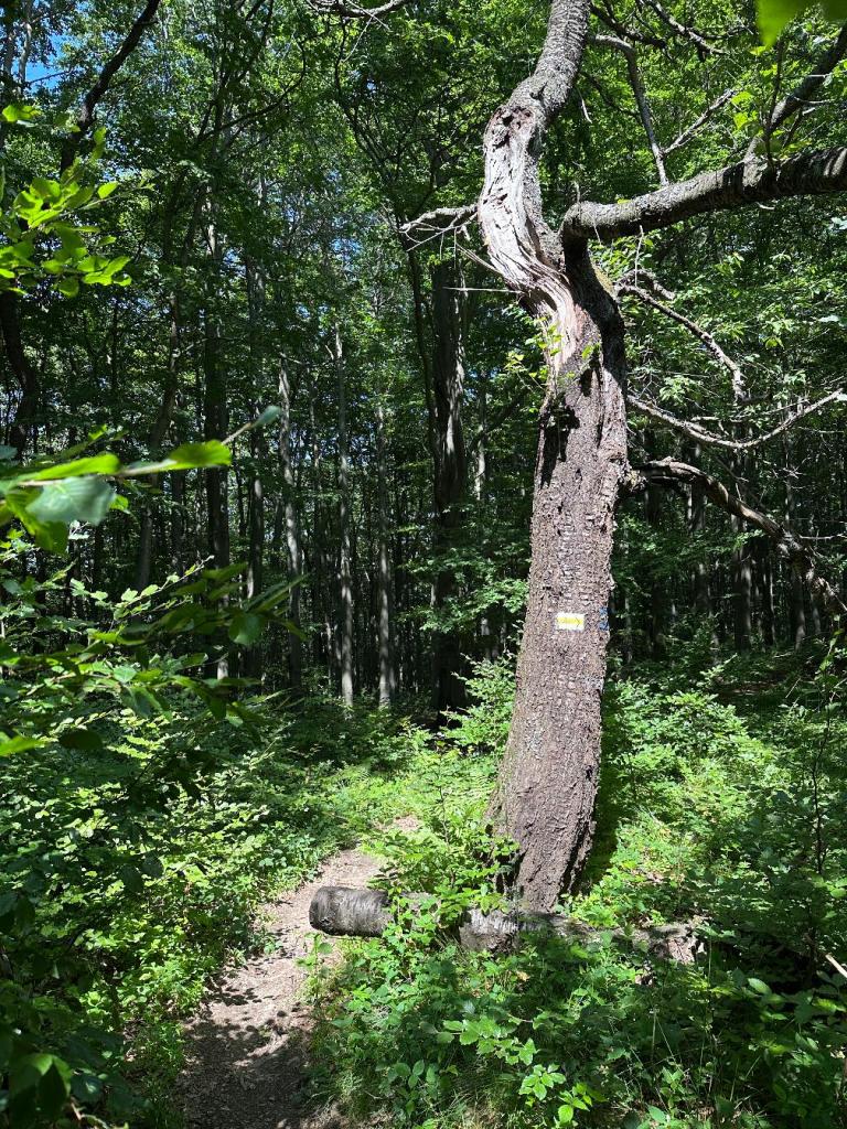 kornuty drzewo szlak