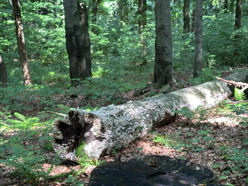 kornuty martwe drzewo