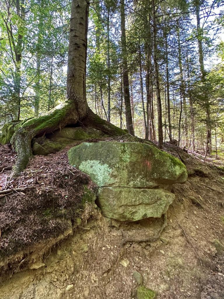 zamkowa szlak drzewo