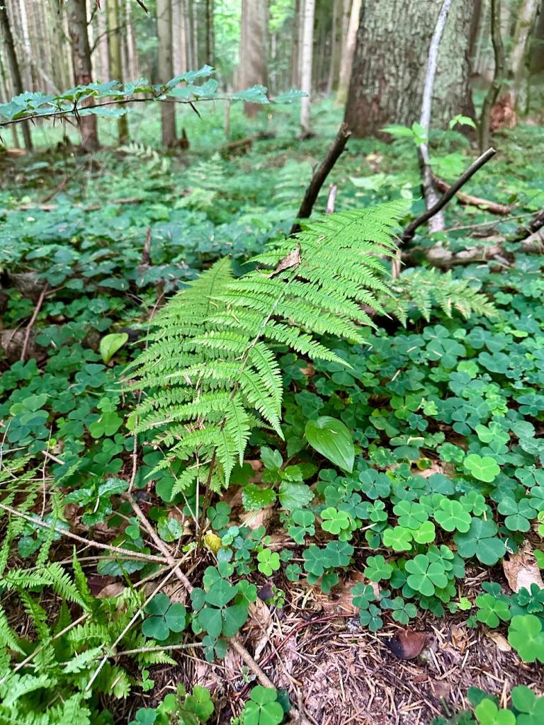 bukowa góra paproć
