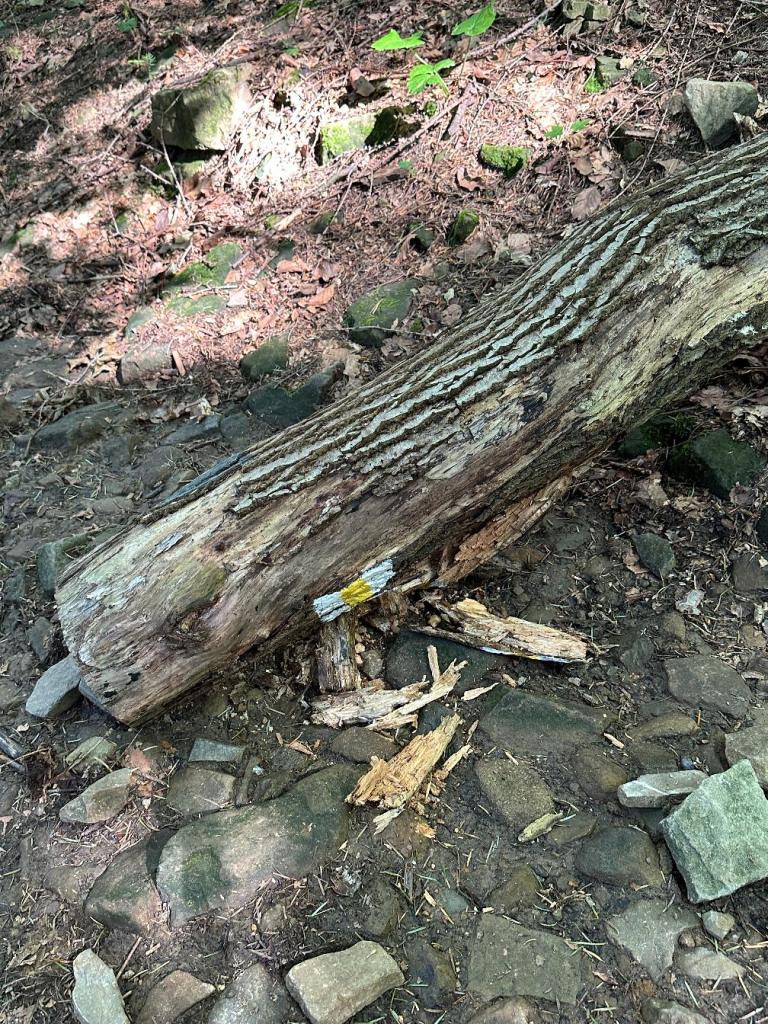 kornuty martwe drzewo