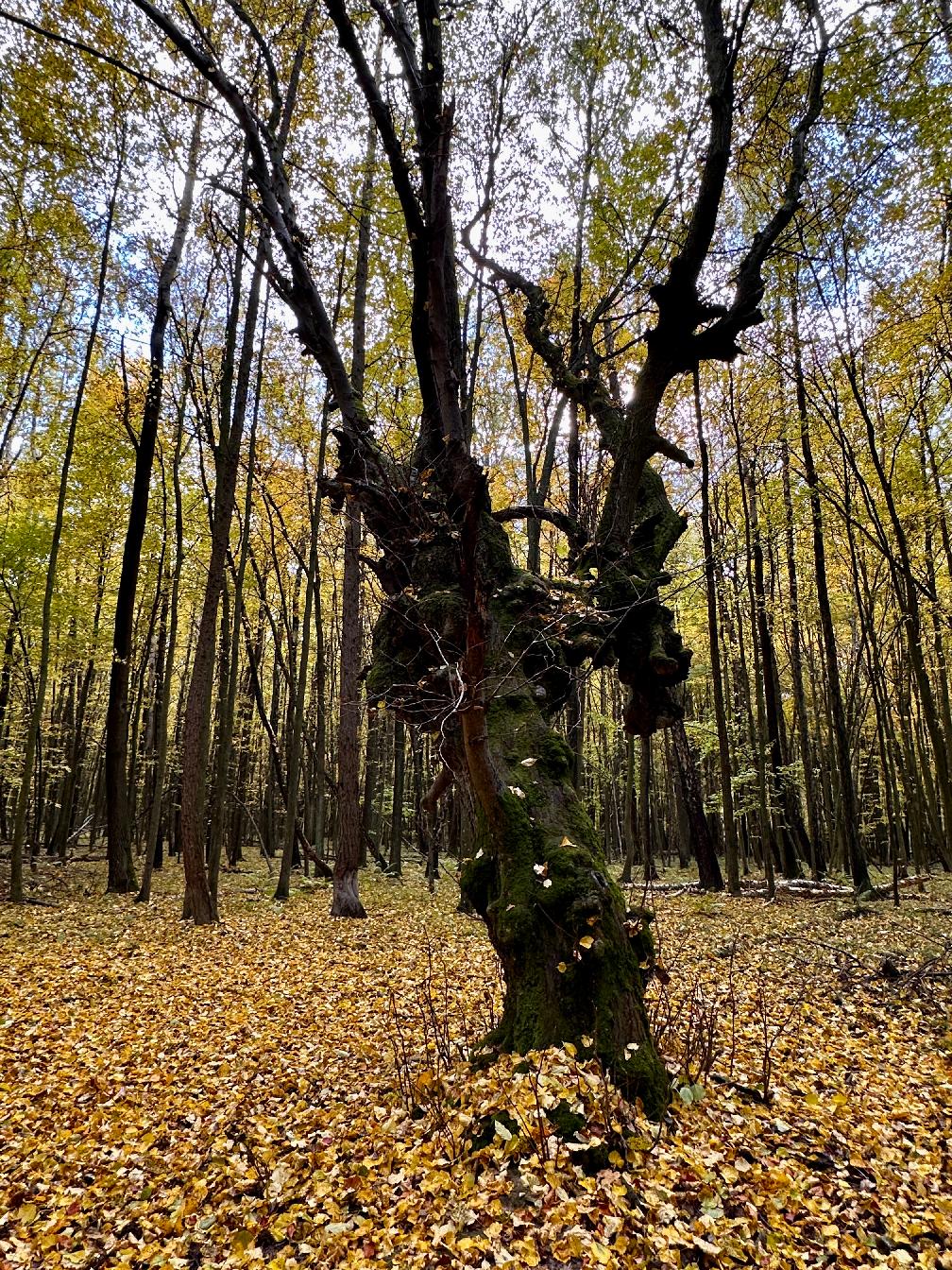 Rezerwat Las Królewski