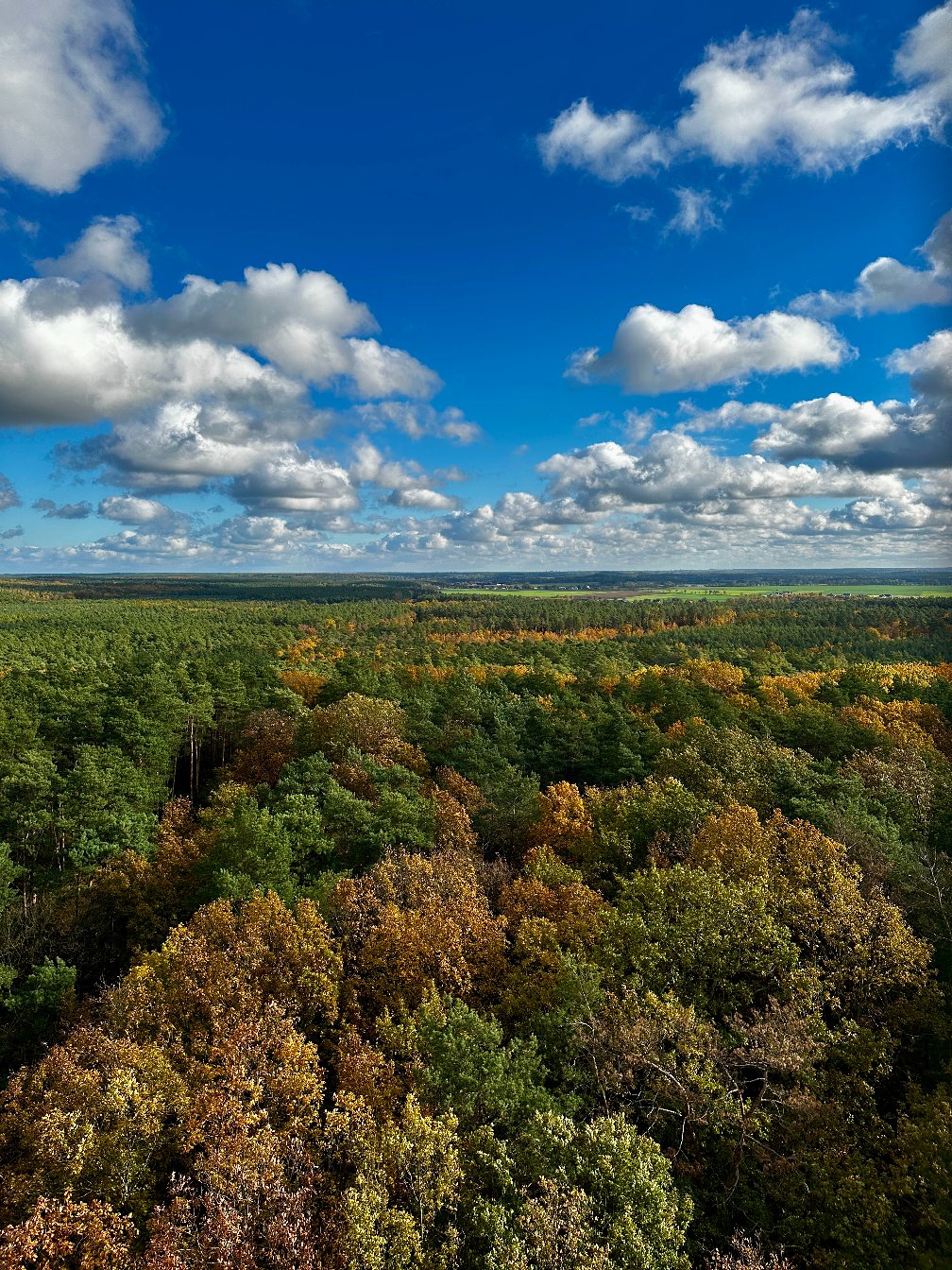 Dziewicza Góra w Puszczy&nbsp;Zielonka