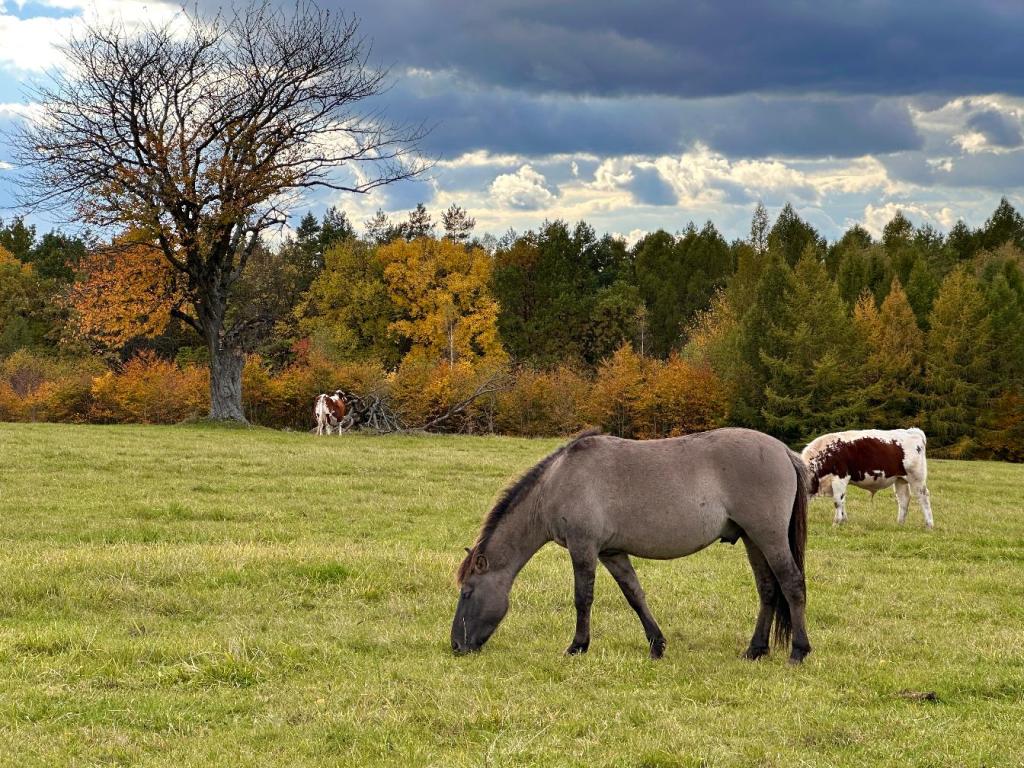 Biała Góra w&nbsp;Zwierzyńcu